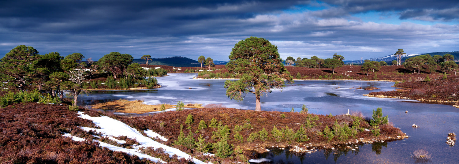 Loch a' Gharbh-choire, Glenmore Forest